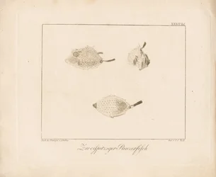 Longhorn Cowfish (koppargravyr)