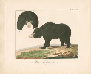 Malayan Sun Bear (handkolorerad litografi)