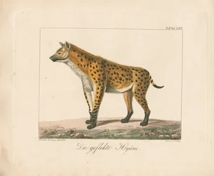 Prickig hyena (handkolorerad litografi)