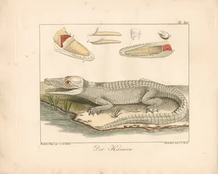 Caiman (handkolorerad gravyr)