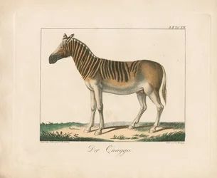 Quagga (handkolorerad litografi)