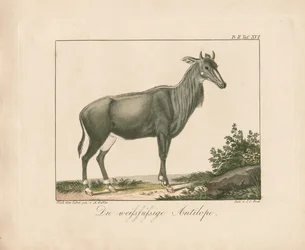 Vitfotad antilop (handkolorerad kopparsticksgravyr)