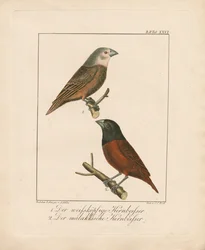 Vithuvad Grosbeak och Malaccan Grosbeak (handkolorerad litografi)