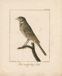 Yellowhammer (handkolorerad kopparsticksgravyr)