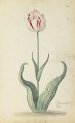 "Speramondi" tulpan, från ett album av blommor, c.1640