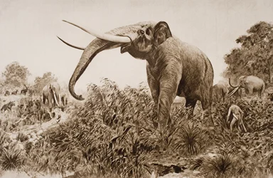 The Chatham Elephant, illustration från 