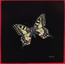 Swallowtail fjäril, 1999