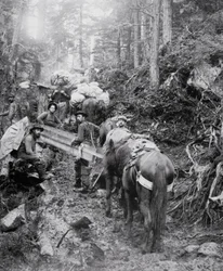 Att klättra på Dyea Trail på väg till Chilkoot Pass under Klondike Gold Rush (1897-98) (s/v foto)
