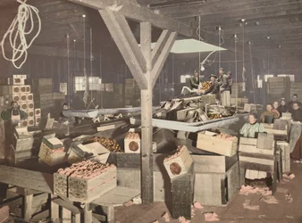 Orange Packing at Redlands,publicerad 1899 (foto)