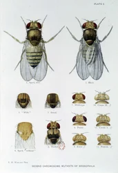 Abeilles - i "" Bidrag till genetiken hos drosophila melanogaster", Thomas H. Morgan