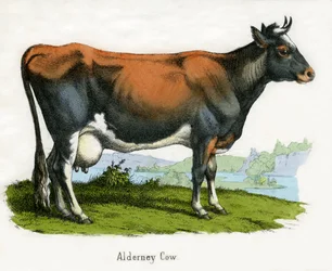 Alderney Cow, från The Natural History of Animals