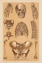 Anatomisk studie av det mänskliga skelettet