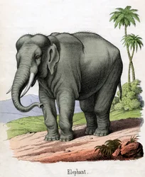 Antikt tryck av en elefant