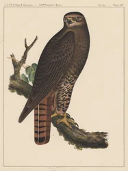 Fåglar, tavla XIV, 1855