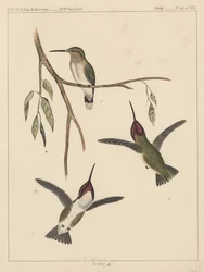 Fåglar, tavla XIX, 1855