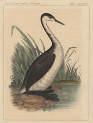 Fåglar, tavla XXXVIII, 1855