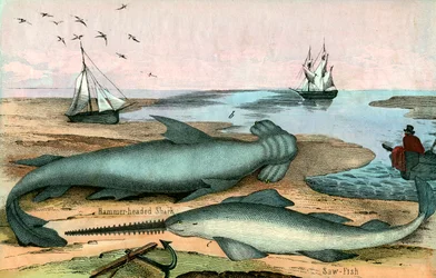 Hammarhaj och sågfisk