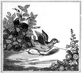 Illustration från den märkliga historien om Chicken Little, 1840