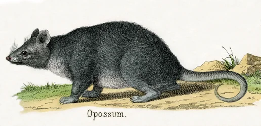 Opossum, från The Natural History of Animals