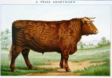 Pris Shorthorn Bull (färg litho)