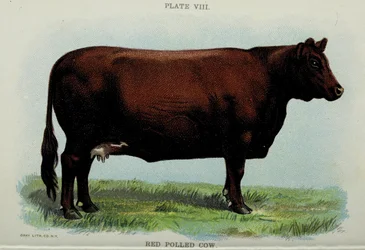 Red Polled Cow, från "Biggle Cow Book" av Jacob Biggle