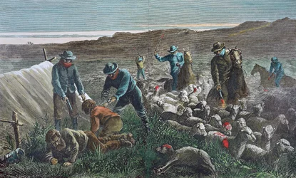 Fårslakt under Pleasant Valley Range War, Arizona
