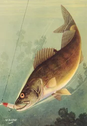 Sportfiske: Walleye Striking a Lure