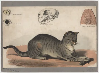 Katten