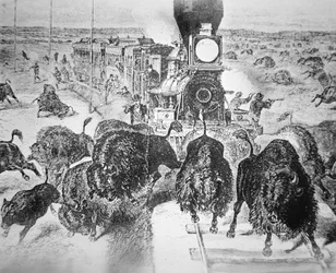 Tågpassagerare på Kansas Pacific Railroad, skjuter buffel för sport på 1870-talet (litho)