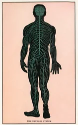Anatomisk vintagetryck av det mänskliga nervsystemet