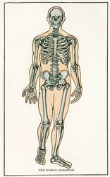 Anatomisk vintageutskrift av det mänskliga skelettet