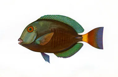 Vintagetryck av en brun kirurgfisk