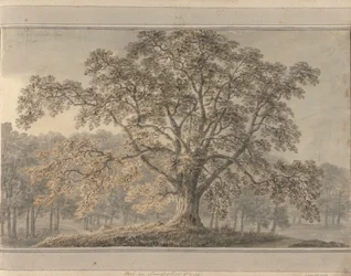 Utsikter i England, Skottland och Wales: Ash i Londesbro Park, maj 1800