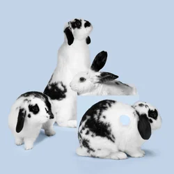 Bunnies 03, 2018 (fotografi)