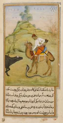 The Camel Rider, illustration från 