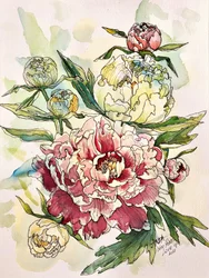 Blommande pionträdgård