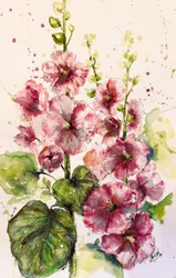 Ljusa rosa stockrosor