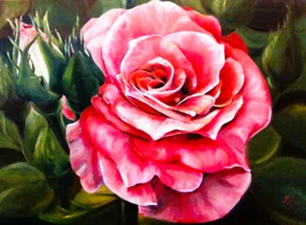 En livfull rosa ros i full blom