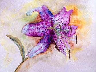 En färgsprakande blommande fläckig lilja