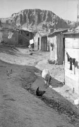 CROTONE - DJUR BLAND SHALLARNA,