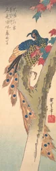 En påfågel på en lönn, ca 1833.
