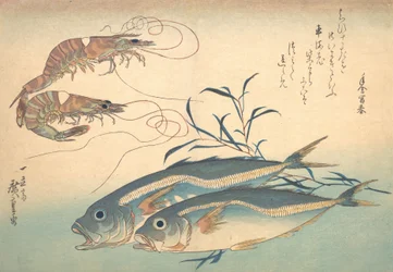 Aji Fish and Kuruma-ebi, från serien Uozukushi Every Variety of Fish, 1830-talet, 1830-talet.
