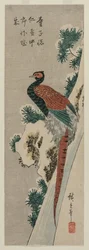 Kopparfasan vid Snowy Waterfall, sent 1830-tal eller tidigt 1840-tal.