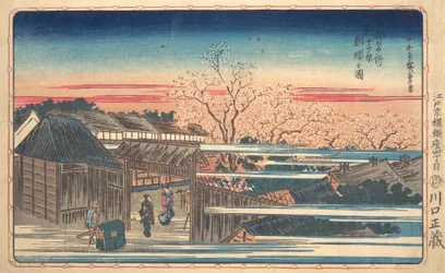 Morgonkörsbärsblommor på Shin-Yoshiwara.