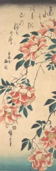 Rosor, ca. 1843., ca. 1843.
