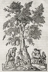 Brödfruktsträd, gravyr av Andre Thevet (1504-1592), Paris, Frankrike