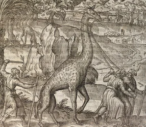 Giraff, gravyr från Cosmographie Universelle