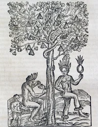 Nanafrukt, tropisk medicinalväxt, gravyr från Universal Cosmology, av Andre Thevet (1504-1592), Paris