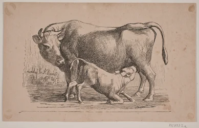 Kon och kalven
