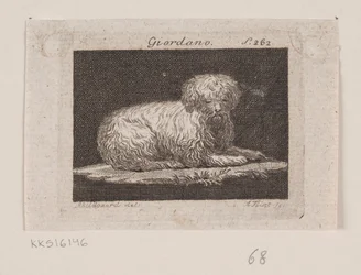Giordano, en liggande hund